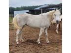 Adopt Tessa a Arabian / Mixed horse in Hohenwald, TN (38294634)