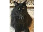 Adopt Suzy a Black (Mostly) Domestic Longhair (long coat) cat in New York