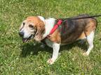 Adopt June a Tricolor (Tan/Brown & Black & White) Beagle / Basset Hound / Mixed