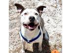 Adopt Colby a White - with Gray or Silver American Staffordshire Terrier / Mixed