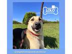 Adopt Lolo a Black - with Tan, Yellow or Fawn Anatolian Shepherd / Labrador