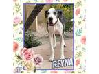 Adopt Reyna a Black - with Gray or Silver Great Dane / Mixed dog in GLENDALE