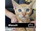Adopt Biscuit a Orange or Red Tabby Domestic Shorthair (short coat) cat in