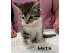 Adopt Myrtle a Brown Tabby Domestic Shorthair (short coat) cat in Binghamton
