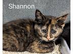 Adopt Shannon a Tortoiseshell Domestic Shorthair (short coat) cat in Binghamton