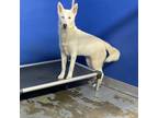 Adopt Cess a White - with Tan, Yellow or Fawn Husky / Mixed dog in Dickinson