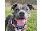 Adopt Speckles a Pit Bull Terrier