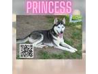 Adopt Princess a Black Husky / Mixed dog in Dickinson, TX (38185778)