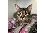 Adopt Zini a Domestic Shorthair / Mixed (short coat) cat in Shreveport