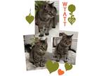 Adopt Wyatt a Tiger Striped Maine Coon (medium coat) cat in Harrisburg