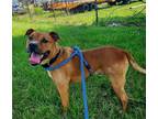 Adopt Toby a Red/Golden/Orange/Chestnut Mixed Breed (Medium) / Mixed dog in