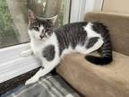 Adopt PENNY - ADOPTED a Gray, Blue or Silver Tabby Domestic Shorthair (short