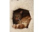 Adopt George a Orange or Red Tabby Domestic Shorthair (short coat) cat in