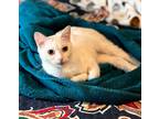 Adopt Melanie and Hamilton a White Domestic Shorthair (short coat) cat in