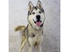 Adopt Nippsey a Black Husky / Mixed dog in Yuma, AZ (38345659)