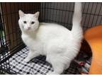 Adopt Eva a White Domestic Shorthair / Domestic Shorthair / Mixed cat in