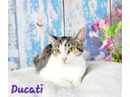 Adopt Ducati a Brown Tabby Domestic Shorthair (short coat) cat in Greensburg