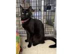 Adopt Azalea a Spotted Tabby/Leopard Spotted Domestic Shorthair / Mixed cat in