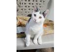 Adopt Alvin a Gray or Blue Domestic Shorthair / Domestic Shorthair / Mixed cat