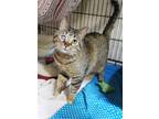 Adopt Una a Brown or Chocolate Domestic Shorthair / Domestic Shorthair / Mixed