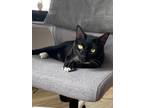 Adopt Sweetie a Domestic Shorthair / Mixed cat in Whitestone, NY (38249860)