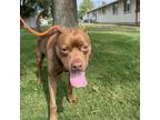 Adopt Apollo a Brown/Chocolate Mixed Breed (Large) / Mixed dog in Spokane