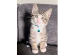 Adopt Little One a Gray, Blue or Silver Tabby Domestic Shorthair cat in