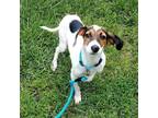 Adopt Clyde a White - with Tan, Yellow or Fawn Coonhound / Dachshund / Mixed dog
