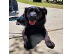 Adopt Olson a Black Flat-Coated Retriever / Border Collie / Mixed dog in