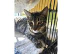 Adopt Fleming a Brown or Chocolate Domestic Shorthair / Domestic Shorthair /