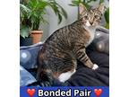 Adopt Cinderella a Orange or Red Domestic Shorthair / Domestic Shorthair / Mixed