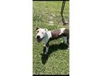 Adopt 23-288D Rollie a White Bullmastiff / Mixed dog in Thibodaux, LA (38343925)