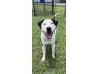 Adopt 23-287D Bingo a Black Bullmastiff / Mixed dog in Thibodaux, LA (38343926)