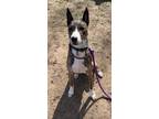 Adopt Winston a American Staffordshire Terrier / Siberian Husky / Mixed dog in