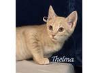 Adopt Thelma a Domestic Shorthair / Mixed (short coat) cat in PAHRUMP