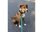 Adopt Ollie a Boxer / Mixed dog in Buford, GA (38405082)