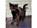 Adopt Starburst a Domestic Shorthair / Mixed (short coat) cat in Cambridge
