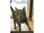 Adopt JoJo a Domestic Shorthair / Mixed (short coat) cat in Portland