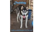 Adopt Dashley a Siberian Husky / Mixed dog in Mission, TX (38198623)