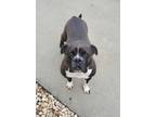 Adopt Dot Delaney-3189SC a Black - with White Boxer / American Staffordshire