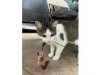 Adopt Lightning Bug cp a Domestic Shorthair / Mixed (short coat) cat in Dallas
