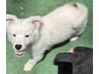 Adopt Moon a White Husky dog in Junction, UT (38193806)