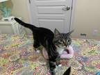 Adopt Dolly a Domestic Shorthair / Mixed (short coat) cat in St.