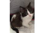 Adopt SWEET PEA a Black & White or Tuxedo Domestic Mediumhair (long coat) cat in