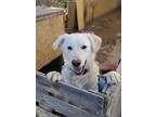 Adopt Yeti a Labrador Retriever dog in Highlands Ranch, CO (38365238)