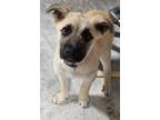 Adopt Quazi a Tan/Yellow/Fawn - with Black Shepherd (Unknown Type) dog in Castle