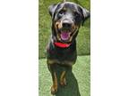 Adopt Zoro (zoroark) a Black - with Tan, Yellow or Fawn Rottweiler dog in Castle