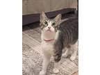 Adopt Koska a Brown or Chocolate (Mostly) Domestic Shorthair (short coat) cat in