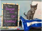 Adopt Reagan a Russian Blue / Mixed (short coat) cat in El Dorado, AR (38323435)