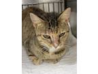 Adopt Merry Berry a Domestic Shorthair cat in Belton, MO (36055173)